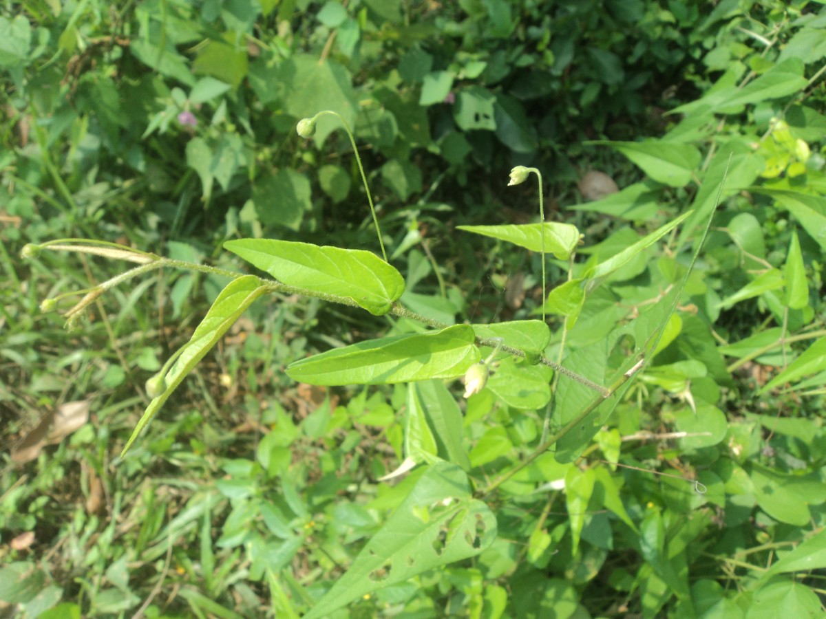 Wissadula periplocifolia (L.) Thwaites